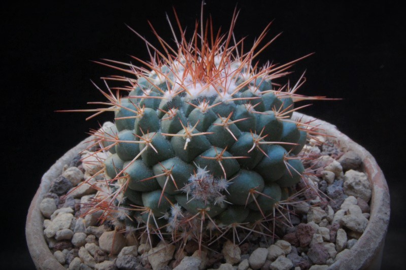 Mammillaria compressa AvZ 409