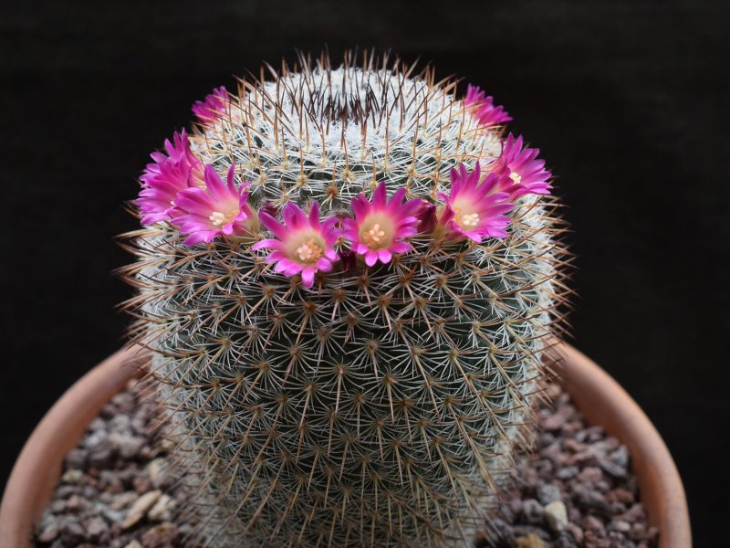 mammillaria haageana ssp. conspicua