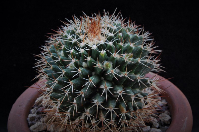 Mammillaria karwinskiana ssp. beiselii 