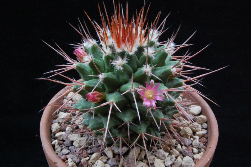 Mammillaria carnea AvZ 216