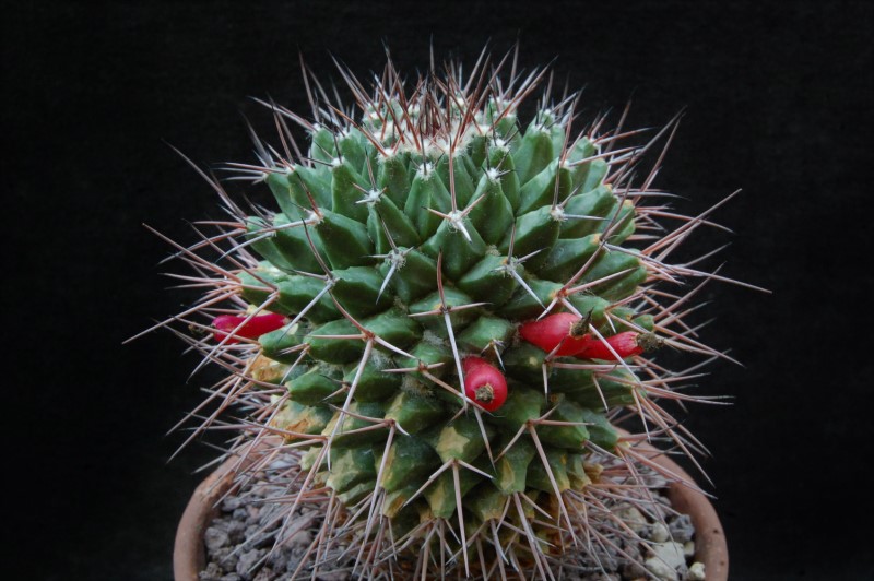 Mammillaria carnea AvZ 216