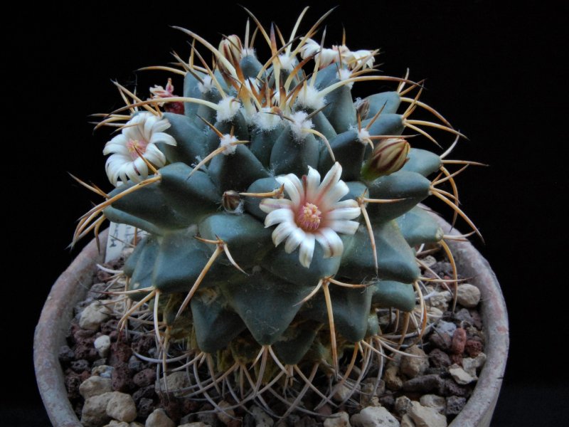 Mammillaria magnimamma AvZ 417