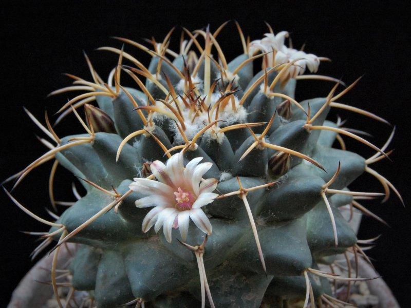 Mammillaria magnimamma AvZ 417