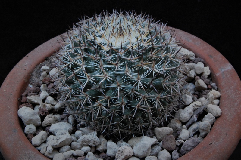 Mammillaria formosa AvZ 246