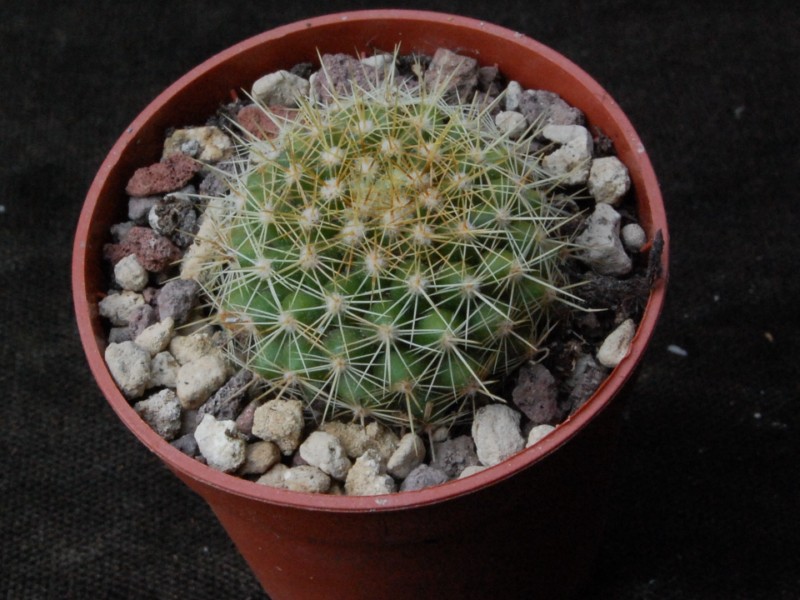 Mammillaria lindsayi f. narlinii WK442