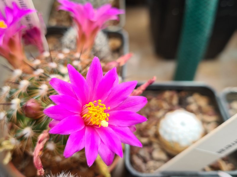 Mammillaria deherdtiana ssp. dodsonii P346