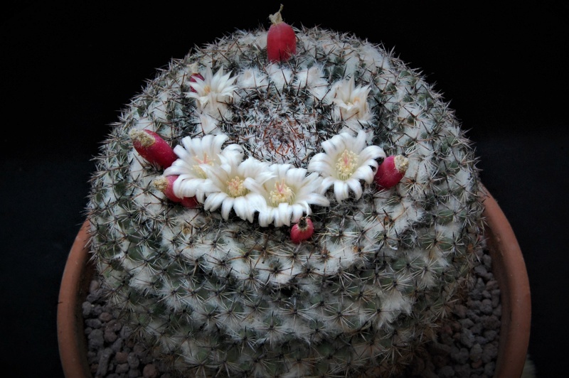 Mammillaria formosa Z 1