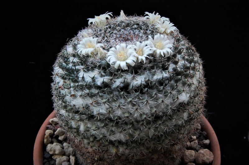 Mammillaria formosa Z 1