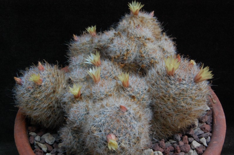 Mammillaria nana Z 88