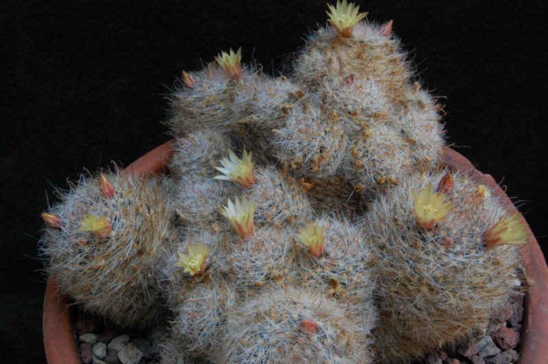 Mammillaria nana Z 88