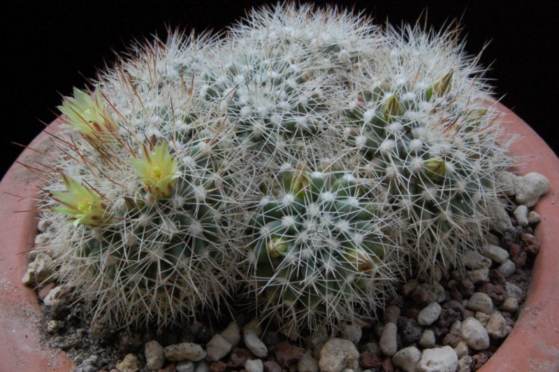 Mammillaria petrophila ssp. baxteriana 