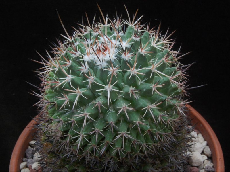 Mammillaria crispiseta 