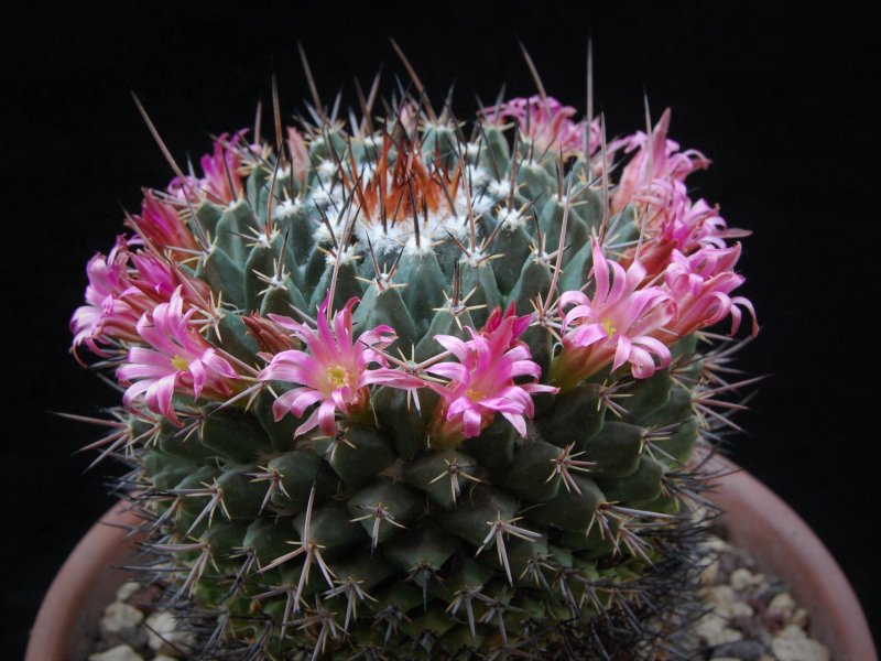 Mammillaria crispiseta 