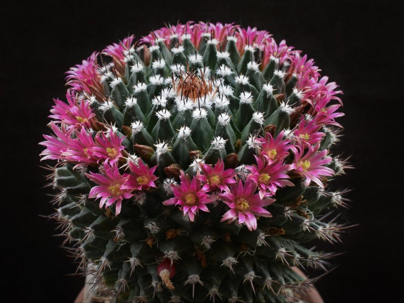 Mammillaria crispiseta 