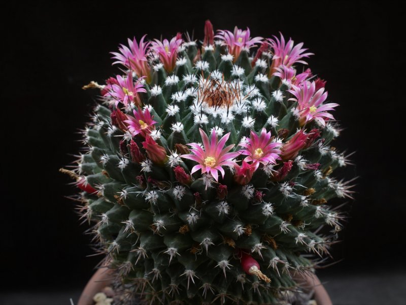 Mammillaria crispiseta 