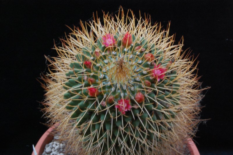 Mammillaria tetracantha v. galeottii 