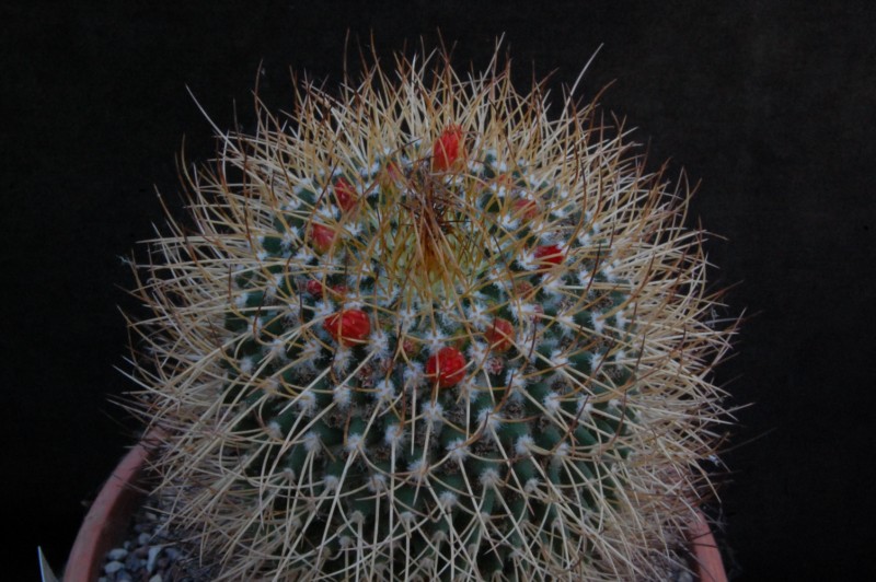 Mammillaria tetracantha v. galeottii 