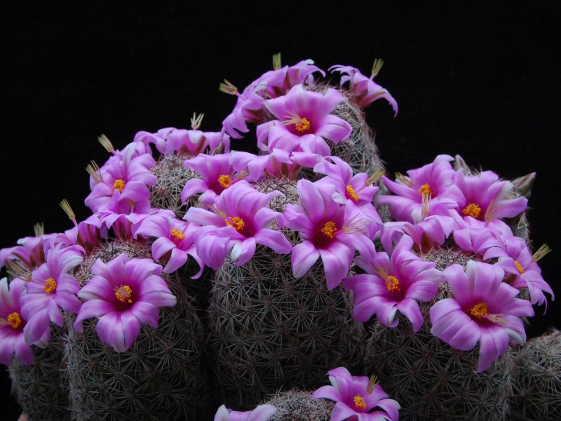 Mammillaria alamensis WH 188