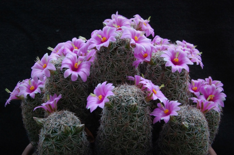 Mammillaria alamensis WH 188