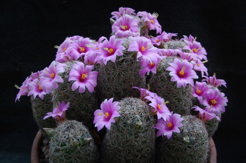 Mammillaria alamensis WH 188