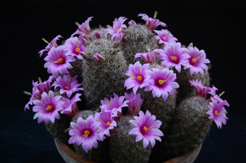 Mammillaria alamensis WH 188