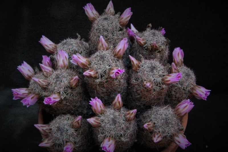 Mammillaria alamensis WH 188