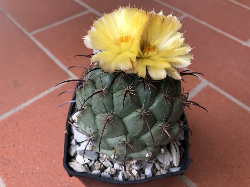 Coryphantha longicornis SB538