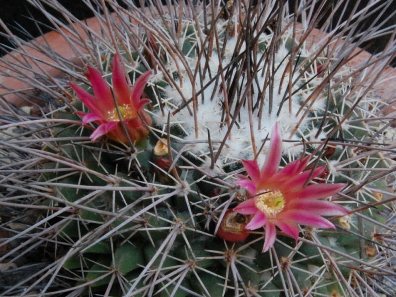 Mammillaria mystax Z 78