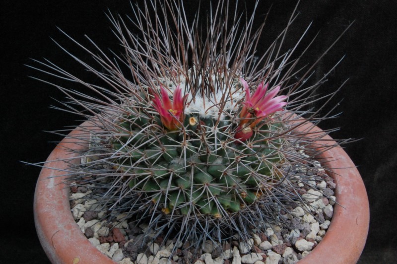 Mammillaria mystax Z 78