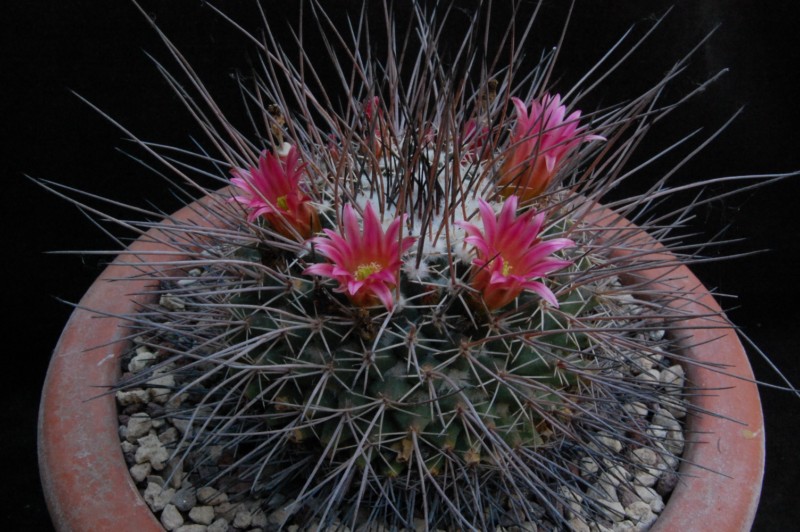 Mammillaria mystax Z 78