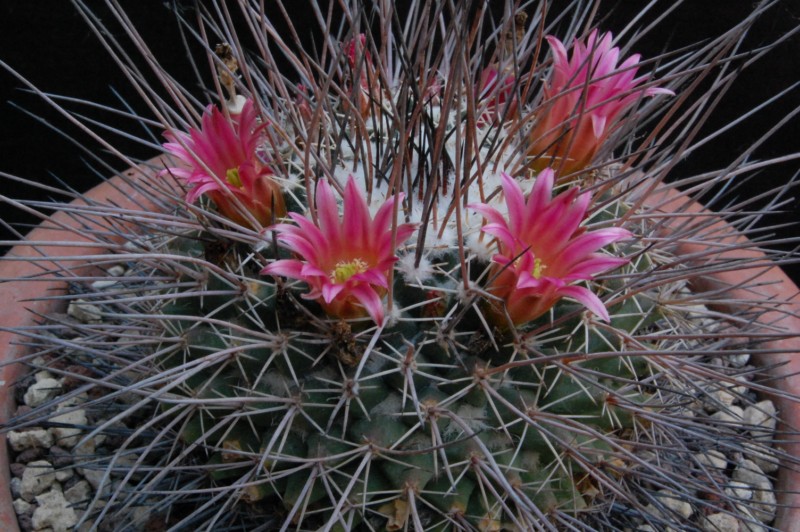 Mammillaria mystax Z 78