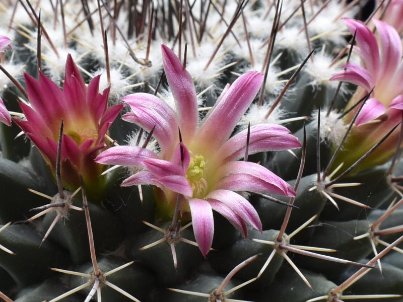 Mammillaria mystax Z 78