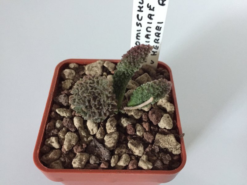 adromischus marianae cv. herrei