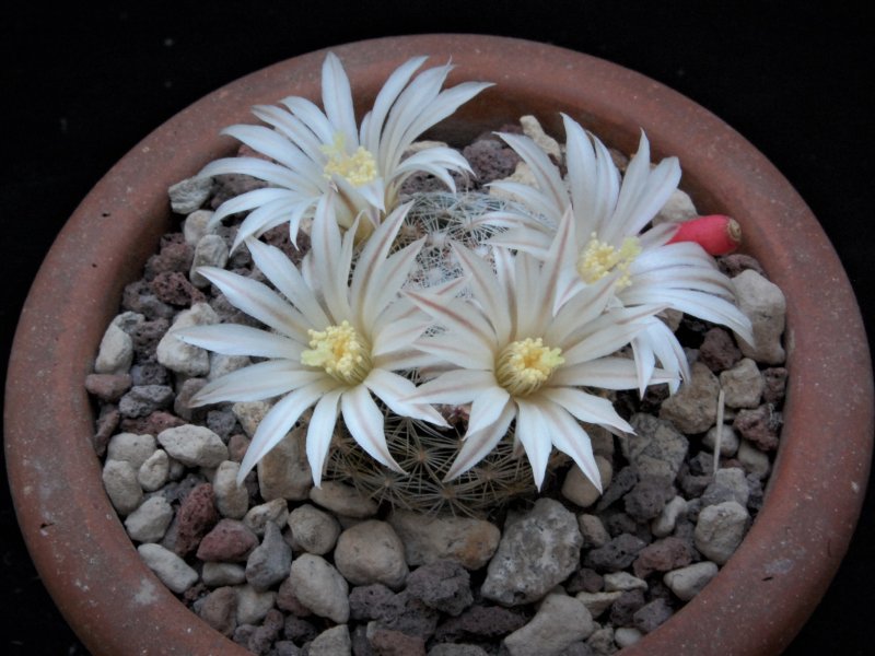 Mammillaria coahuilensis ssp. albiarmata 