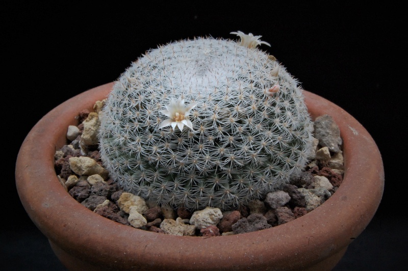 Mammillaria formosa ssp. microthele SB 34