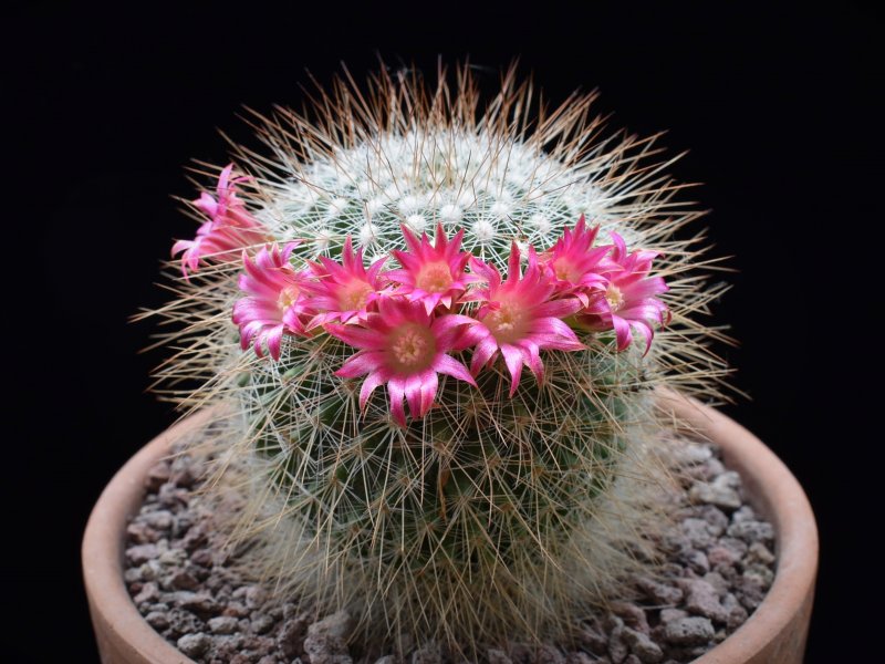 Mammillaria nunezii ssp. bella ML 28