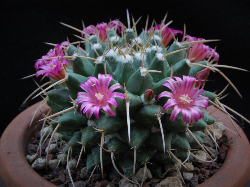 Mammillaria vallensis REP 1117