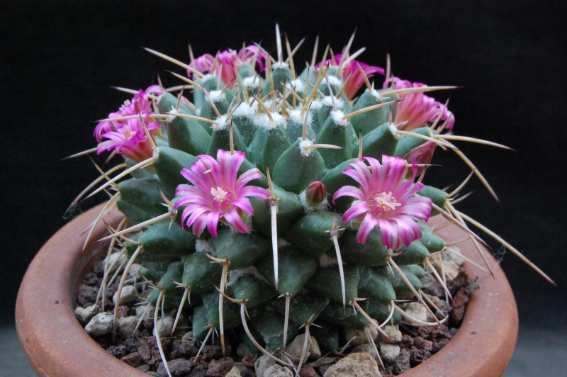 Mammillaria vallensis REP 1117