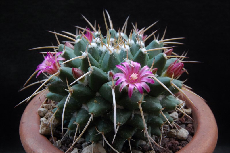 Mammillaria vallensis REP 1117