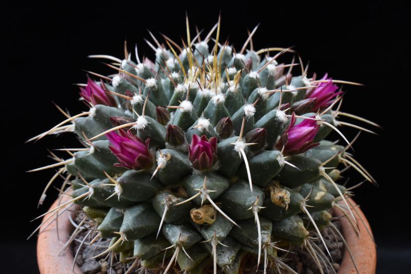 Mammillaria vallensis REP 1117