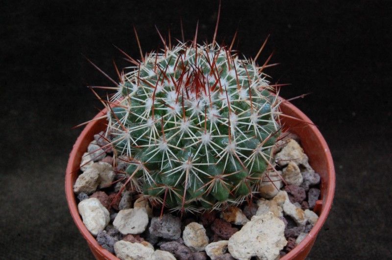 Mammillaria multiseta ML 201