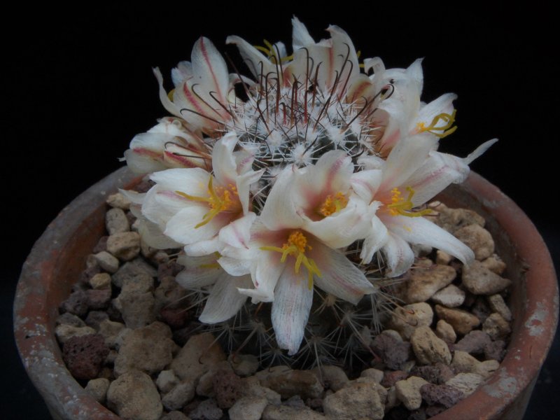 Mammillaria hutchisoniana SB 1652