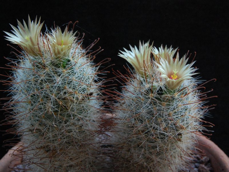 Mammillaria barbata 