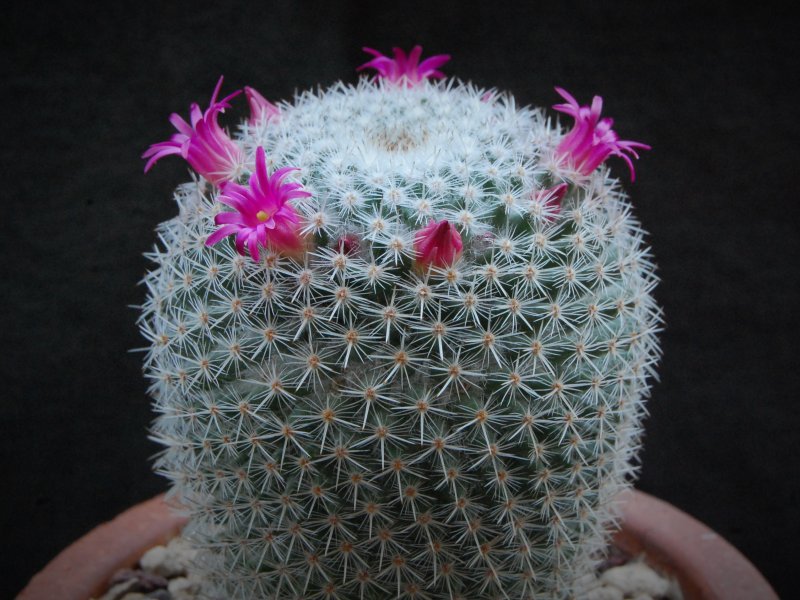 Mammillaria noureddineana MBF 157