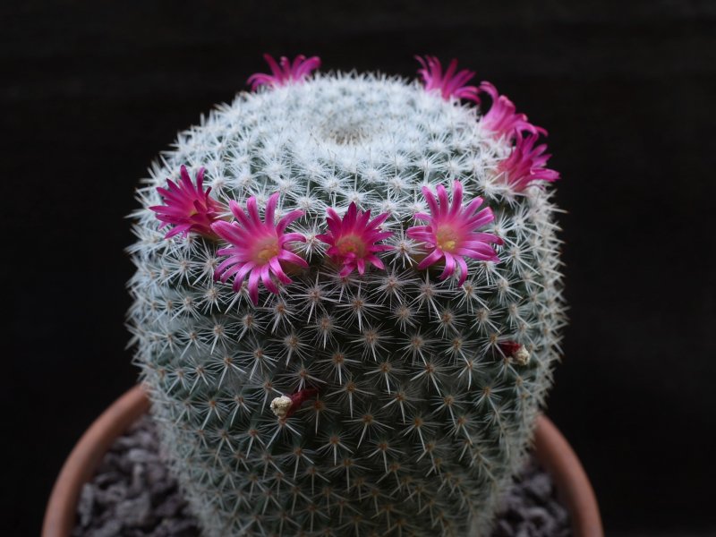 Mammillaria noureddineana MBF 157