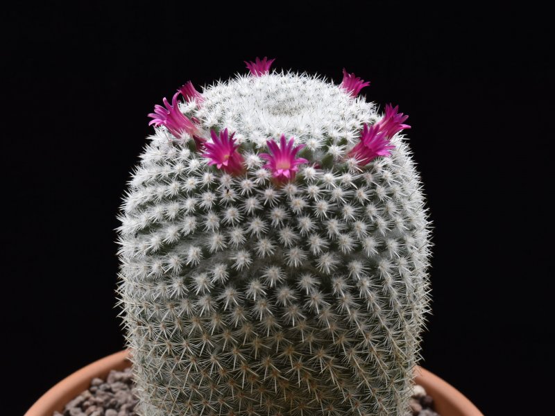 Mammillaria noureddineana MBF 157