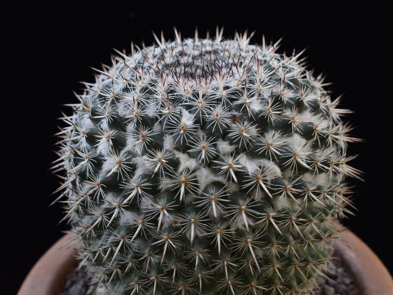 Mammillaria geminispina ssp. leucocentra REP 1049