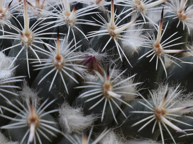 Mammillaria geminispina ssp. leucocentra 