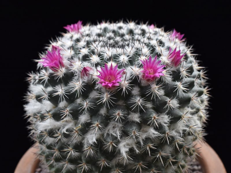Mammillaria geminispina ssp. leucocentra REP 1049