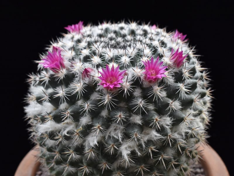 Mammillaria geminispina ssp. leucocentra REP 1049